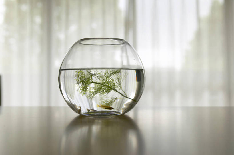 游泳,无人,横图,室内,特写,白天,正面,水,植物,窗户,窗帘,桌面,桌子,玻璃,阴影,装饰,反射,木制,金鱼,鱼,昆虫,水蚤,液体,影子,木桌,水滴,鱼缸,鱼类,玻璃窗,玻璃制品,树,树木,绿色,自然,帘子,动物,木制品,四条,遮阳,生长,成长,华丽,修饰,点缀,水生动物,水生物,益虫,衬托,美观,雅致,雅观,观赏鱼,金鲫鱼,泅水,拍浮,红虫,彩图,全身,淡水生物,木桌子