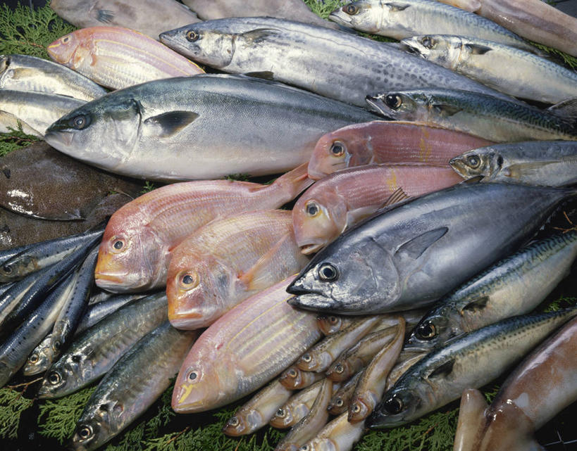 海鲜,无人,横图,俯视,室内,特写,白天,一堆,许多,阴影,堆叠,堆积,反射,鱼,影子,很多,鲷鱼,水产,鱼类,海洋生物,堆,鲷,加吉鱼,铜盆鱼,真鲷,水生动物,海产品,水生物,红鲷,海底动物,班加吉,加真鲷,红加吉,半身,彩图,高角度拍摄