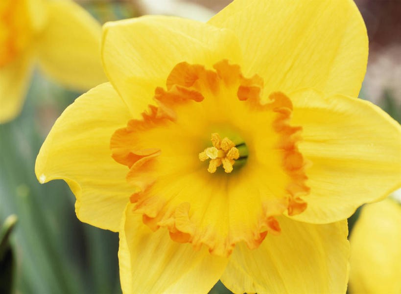 无人,横图,室外,特写,白天,正面,爱情,陶醉,美景,水仙花,朦胧,模糊,盛开,景观,花蕾,花,花瓣,花朵,鲜花,一朵,黄色,自然,花苞,花蕊,景色,自然风光,记忆,金盏银台,玉玲珑,女史花,雅蒜,天蒜,敬意,自恋,凌波仙子,水仙,天葱,彩图