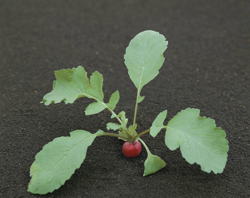 无人,横图,俯视,室外,特写,白天,萝卜,蔬菜,叶子,新鲜,泥土,土壤,食品,绿叶,食物,一个,红色,嫩叶,有机食品,绿色食品,水萝卜,单个,叶,叶片,彩图,高角度拍摄