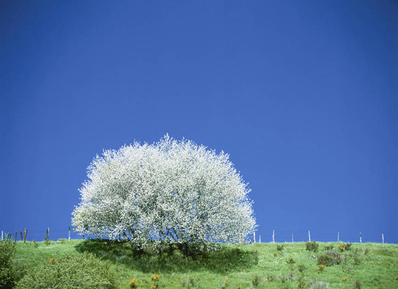 无人,横图,室外,白天,正面,旅游,度假,草地,草坪,美景,植物,法国,欧洲,一棵,阴影,光线,影子,景观,娱乐,草,树,树木,蓝色,绿色,蓝天,天空,阳光,自然,天,享受,休闲,景色,放松,生长,晴朗,成长,西欧,法兰西,自然风光,万里无云,法兰西共和国,法兰西第五共和国,奥弗涅,奥弗涅大区,晴空,晴空万里,彩图