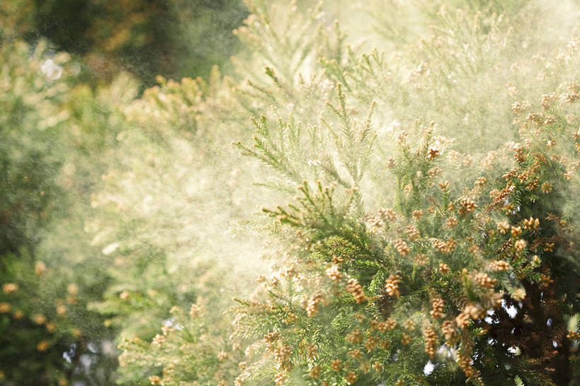 无人,横图,室外,白天,正面,美景,植物,松树,朦胧,模糊,盛开,景观,花蕾,花,花瓣,花朵,鲜花,树,树木,绿色,自然,花苞,花蕊,景色,生长,成长,自然风光,杉树,坚定,长寿,贞洁,柳杉,彩图,孔雀松,木沙椤树