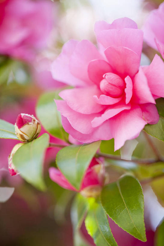 无人,竖图,室外,特写,白天,正面,美景,山茶花,叶子,朦胧,模糊,盛开,景观,绿叶,花蕾,花,花瓣,花朵,鲜花,粉色,自然,花苞,花蕊,嫩叶,景色,自然风光,玉茗花,耐冬,海石榴,茶梅,茶花,叶,叶片,彩图