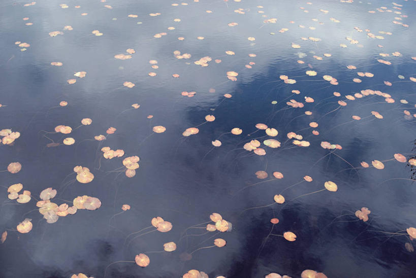 无人,横图,俯视,室外,白天,美景,雾,叶子,朦胧,模糊,池塘,景观,水池,荷叶,自然,景色,迷雾,自然风光,莲叶,叶,叶片,大雾,彩图,高角度拍摄