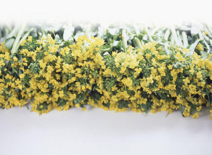 无人,横图,俯视,室内,特写,白天,白色背景,阴影,盛开,反射,影子,花蕾,花,花瓣,花朵,鲜花,黄色,花苞,花蕊,油菜花,摄影,影棚,彩图,高角度拍摄,影棚拍摄,拍摄,芸苔,芸薹