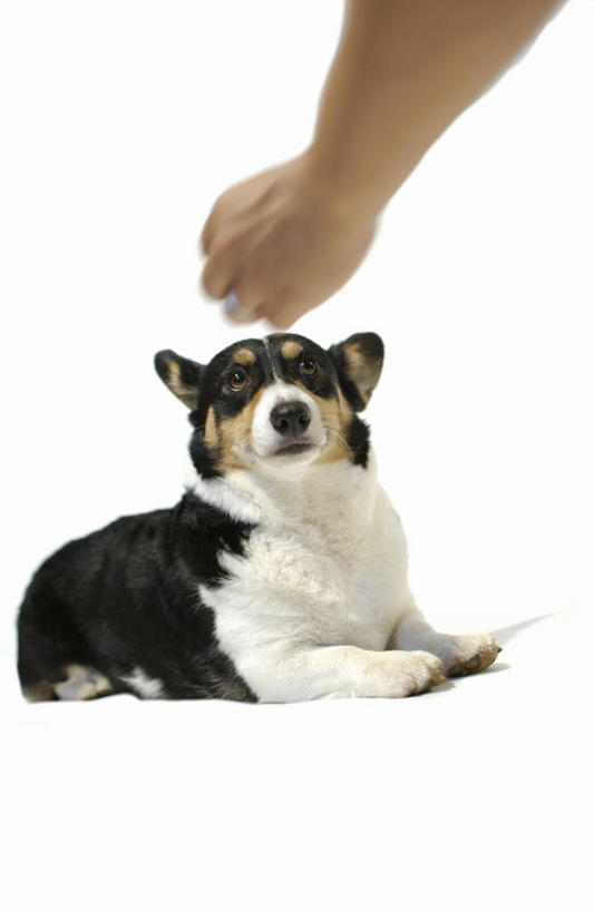 点心,东方人,手,一个人,竖图,室内,特写,白天,白色背景,正面,宠物,狗,亚洲,仅一个年轻女性,仅一个女性,仅一个人,握,食品,营养,拿,柯基犬,威尔士柯基犬,拿着,黄种人,食物,一只,动物,饼干,零食,手部,可爱,握着,摄影,影棚,牧羊犬,单手,狗粮,饲料,忠诚,年轻女性,女人,女性,亚洲人,犬,半身,彩图,影棚拍摄,拍摄,狗饼干,犬粮