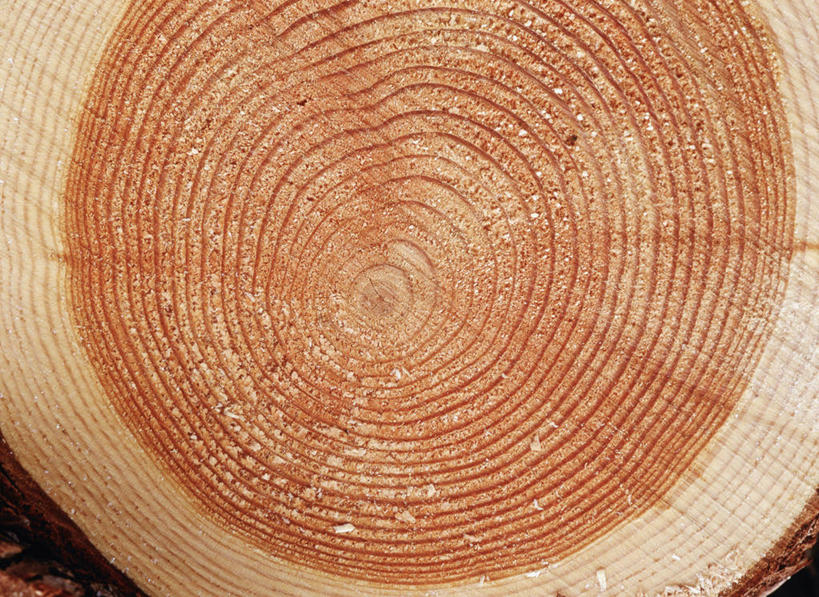 无人,横图,室外,特写,白天,正面,圆环,圆圈,树桩,年轮,树,树干,木桩,年龄,环状,横截面,剖面,周期,年数,截面,截面图形,彩图
