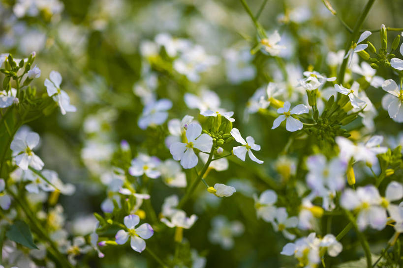 无人,横图,俯视,室外,特写,白天,花海,花圃,美景,植物,叶子,阴影,朦胧,模糊,盛开,光线,影子,景观,花蕾,花,花瓣,花朵,花卉,鲜花,黄色,绿色,白色,阳光,自然,黄昏,花丛,花束,花田,花苞,花蕊,景色,自然风光,黄昏之花,萝卜花,彩图,高角度拍摄
