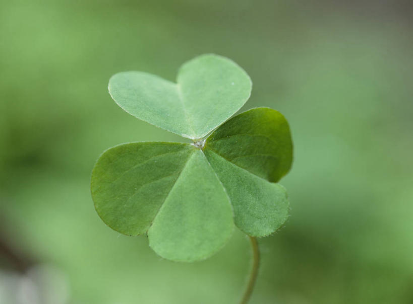 无人,横图,室外,特写,白天,正面,幸福,美景,叶子,朦胧,模糊,景观,三叶草,绿叶,自然,嫩叶,景色,自然风光,车轴草,苜蓿,叶,叶片,彩图