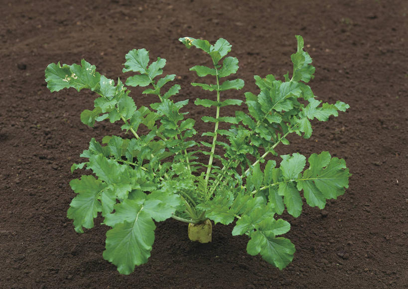 无人,横图,俯视,室外,特写,白天,萝卜,白萝卜,蔬菜,叶子,阴影,新鲜,反射,影子,泥土,土壤,食品,绿叶,食物,嫩叶,有机食品,绿色食品,叶,叶片,莱菔,彩图,高角度拍摄