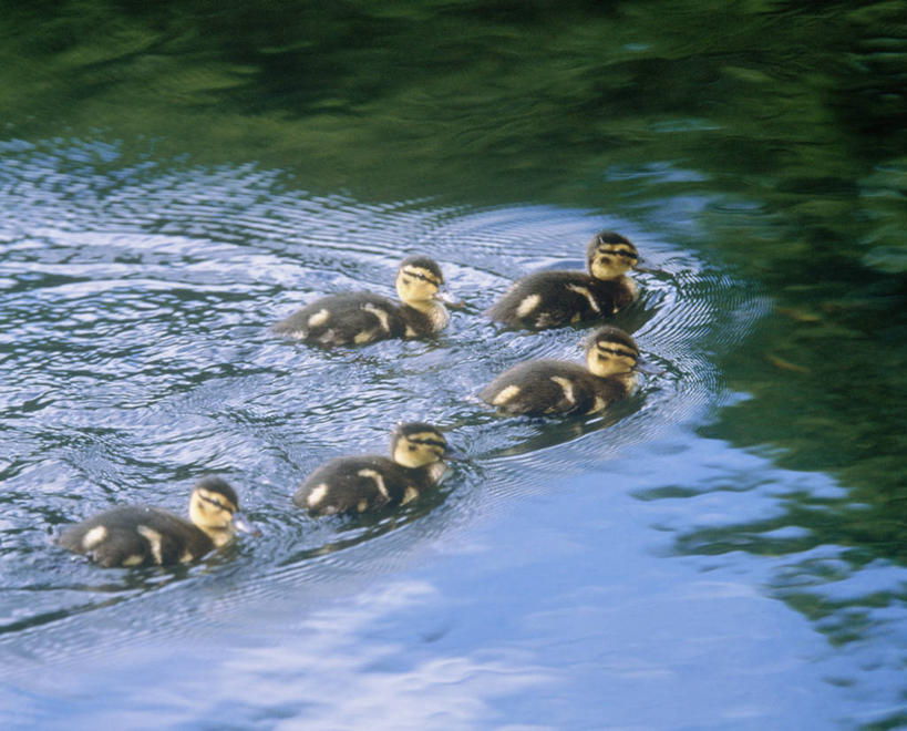 游泳,无人,横图,俯视,室外,白天,旅游,度假,湖,湖泊,美景,水,鸟,北海道,日本,亚洲,阴影,波纹,光线,鸟类,鸭,影子,湖面,景观,水流,水面,涟漪,注视,娱乐,家禽,倒影,水纹,阳光,自然,动物,波浪,湖水,观察,看,享受,休闲,景色,放松,牲畜,五只,观看,察看,倒映,关注,自然风光,东亚,日本国,水晕,北海道地方,北海道岛,泅水,苫小牧市,反照,拍浮,彩图,高角度拍摄,全身,胆振综合振兴局,胆振支厅,道央,苫小牧