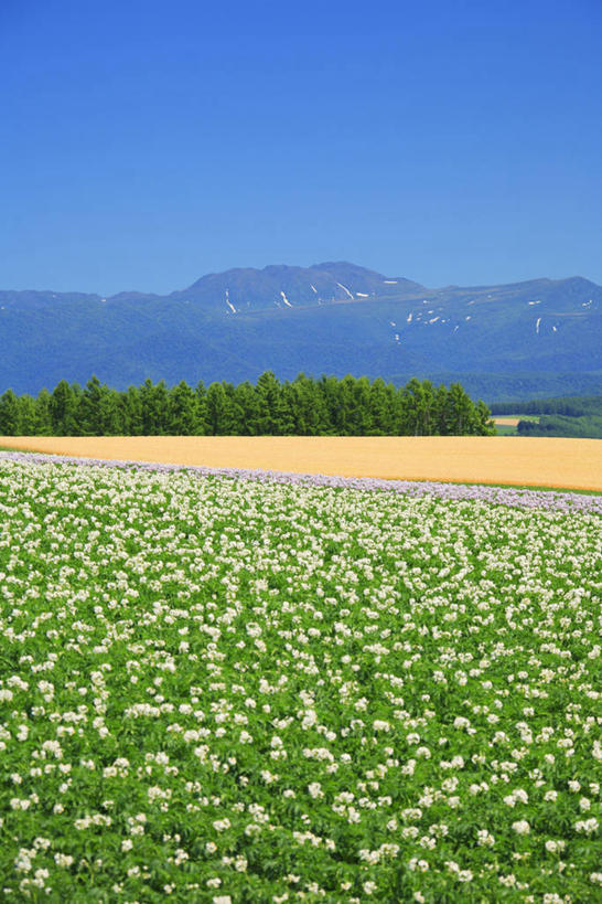 无人,竖图,室外,白天,正面,旅游,度假,草地,草坪,花海,花圃,石头,美景,山,山脉,植物,蔬菜,土豆,叶子,北海道,日本,亚洲,阴影,新鲜,盛开,光线,石子,影子,景观,山峰,食品,山峦,花蕾,娱乐,草,花,花瓣,花朵,花卉,鲜花,树,树木,食物,蓝色,绿色,蓝天,天空,阳光,自然,花丛,花束,花田,群山,天,花苞,花蕊,享受,休闲,景色,放松,有机食品,绿色食品,生长,晴朗,成长,自然风光,东亚,万里无云,日本国,北海道地方,北海道岛,馍馍蛋,旭川,道北,石块,岩石,晴空,晴空万里,洋芋,山药蛋,马铃薯,彩图,上川综合振兴局,振兴局,旭川市,土豆花