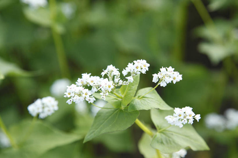 无人,横图,室外,特写,白天,正面,农作物,美景,叶子,朦胧,模糊,盛开,景观,谷物,绿叶,荞麦,花蕾,花,花瓣,花朵,鲜花,白色,自然,花苞,花蕊,嫩叶,景色,荞麦花,自然风光,叶,叶片,彩图