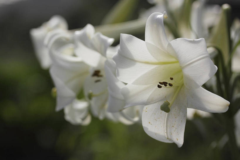 无人,横图,室外,特写,白天,正面,美景,百合花,叶子,阴影,朦胧,模糊,盛开,光线,影子,景观,绿叶,花蕾,花,花瓣,花朵,鲜花,白色,阳光,自然,花苞,花蕊,嫩叶,景色,自然风光,强瞿,百合蒜,倒仙,番韭,山丹,叶,叶片,彩图,白百合,白花百合,圣母百合