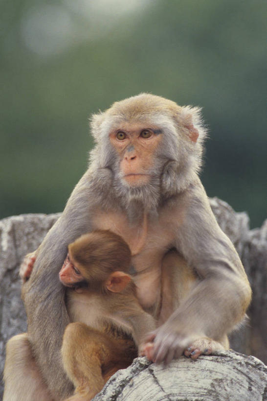 无人,坐,竖图,室外,白天,正面,石头,美景,植物,哺乳动物,猴,野生动物,猴子,朦胧,模糊,石子,景观,注视,树,树木,绿色,自然,动物,观察,看,两只,景色,可爱,活泼,生长,成长,观看,察看,关注,自然风光,猕猴,恒河猴,石块,岩石,坐着,半身,彩图