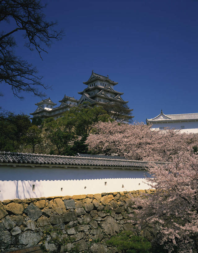 无人,竖图,室外,白天,正面,旅游,度假,幸福,纯洁,名胜古迹,植物,标志建筑,地标,建筑,樱花,日本,亚洲,阴影,遗迹,盛开,光线,影子,堡垒,城堡,花蕾,古迹,文物,娱乐,建设,古建筑,花,花瓣,花朵,鲜花,树,树木,粉色,蓝色,绿色,蓝天,天空,阳光,自然,天,花苞,花蕊,享受,休闲,旅游胜地,放松,生长,晴朗,成长,等待,生命,要塞,古文明,东亚,本州,世界文化遗产,万里无云,本州岛,日本国,近畿地方,姬路城,近畿,兵库,兵库县,仙樱花,福岛樱,青肤樱,高尚,热烈,白鹭城,姬路,姬路市,设防,晴空,晴空万里,荆桃,彩图