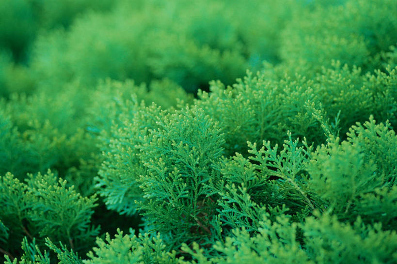 无人,横图,室内,特写,白天,正面,美景,植物,松树,叶子,阴影,朦胧,模糊,光线,纹理,影子,景观,绿叶,雪松,绿色,阳光,自然,嫩叶,景色,自然风光,坚定,肌理,长寿,贞洁,叶,叶片,叶脉,香柏,彩图