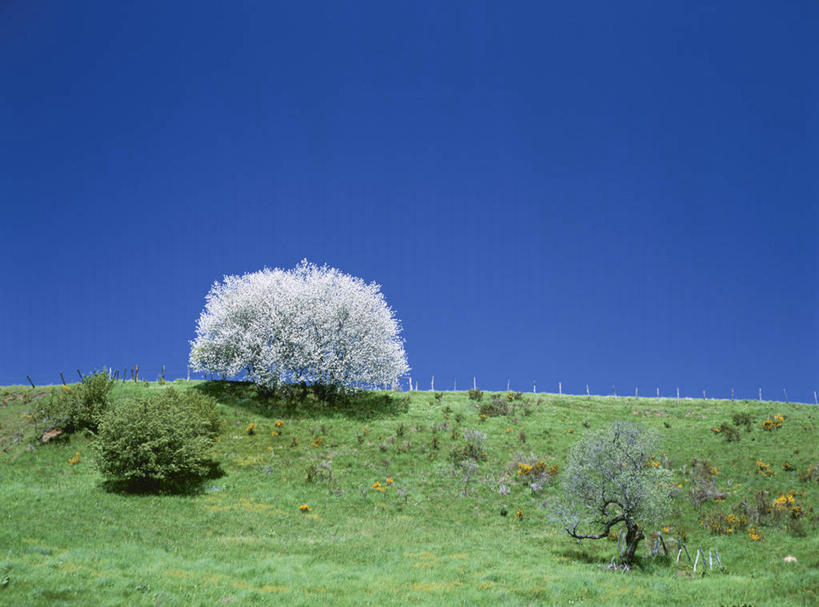 无人,横图,室外,白天,正面,旅游,度假,草地,草坪,美景,树林,植物,法国,欧洲,阴影,光线,影子,景观,娱乐,草,树,树木,蓝色,绿色,蓝天,天空,阳光,自然,天,享受,休闲,景色,放松,生长,晴朗,成长,西欧,法兰西,自然风光,万里无云,法兰西共和国,法兰西第五共和国,奥弗涅,奥弗涅大区,晴空,晴空万里,彩图