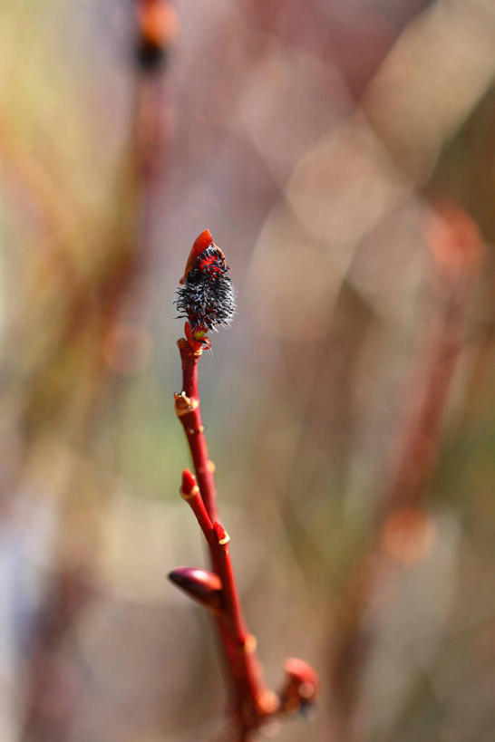 无人,竖图,室外,特写,白天,正面,自由,美景,阴影,朦胧,模糊,光线,影子,景观,猫柳,阳光,自然,春季,春天,景色,生机,生命,自然风光,银芽柳,棉花柳,银柳,春日,彩图