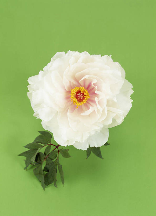 无人,竖图,俯视,室内,特写,白天,绿色背景,阴影,盛开,反射,影子,花蕾,花,花瓣,花朵,鲜花,一朵,白色,花苞,花蕊,摄影,影棚,惜别,不舍,情有独钟,红药,将离,婪尾春,离草,犁食,没骨花,芍药,余容,彩图,高角度拍摄,影棚拍摄,拍摄,白花芍药,白芍,白芍药