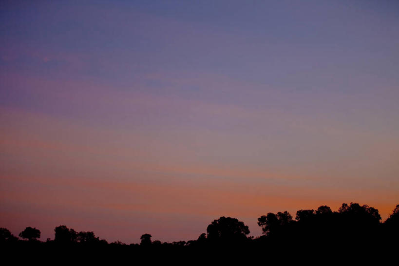 无人,横图,室外,白天,仰视,美景,日落,树林,植物,非洲,肯尼亚,景观,晚霞,霞光,落日,背光,树,树木,绿色,自然,黄昏,景色,彩霞,生长,成长,自然风光,逆光,萨凡纳,阿非利加洲,肯尼亚共和国,夕照,薄暮,夕阳,彩图,低角度拍摄,傍晚,斜阳