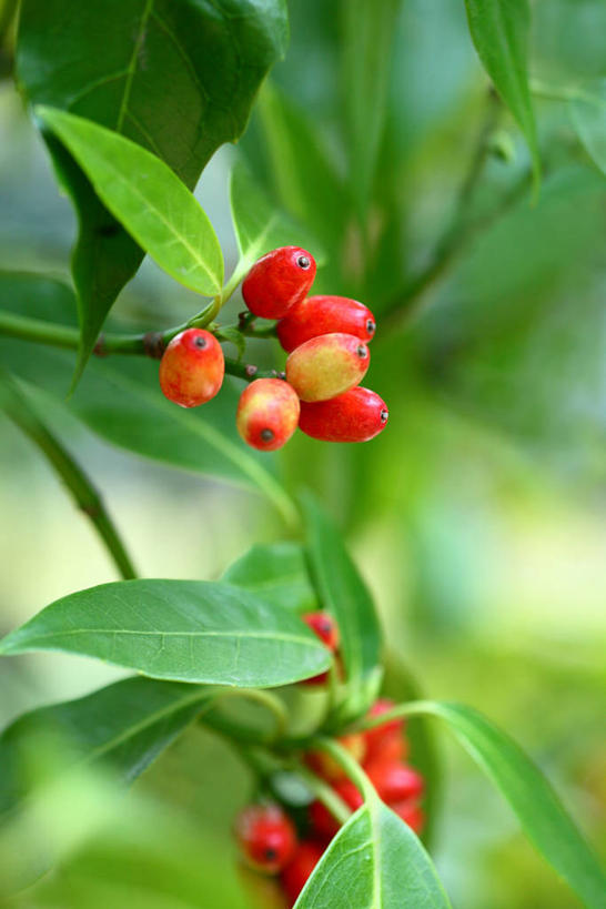 无人,竖图,室外,特写,白天,正面,美景,植物,浆果,叶子,阴影,朦胧,模糊,光线,纹理,影子,景观,绿叶,绿色,阳光,自然,嫩叶,景色,自然风光,肌理,叶,叶片,叶脉,彩图,东瀛珊瑚,青木,桃叶珊瑚,绞木