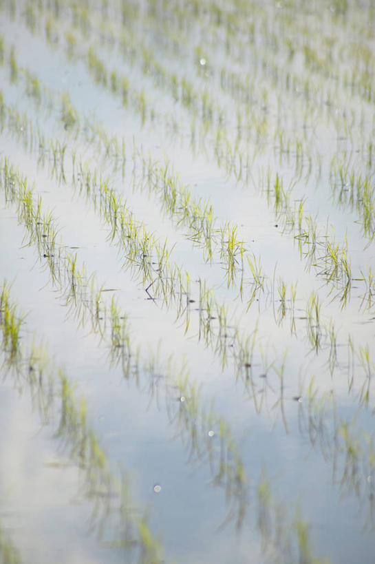 无人,农田,竖图,俯视,室外,白天,农业,庄稼,农作物,美景,日本,亚洲,阴影,朦胧,模糊,光线,影子,稻田,景观,谷物,水稻,稻,阳光,自然,景色,自然风光,东亚,本州,茨城,茨城县,关东地方,本州岛,日本国,彩图,高角度拍摄,耕地,庄稼田