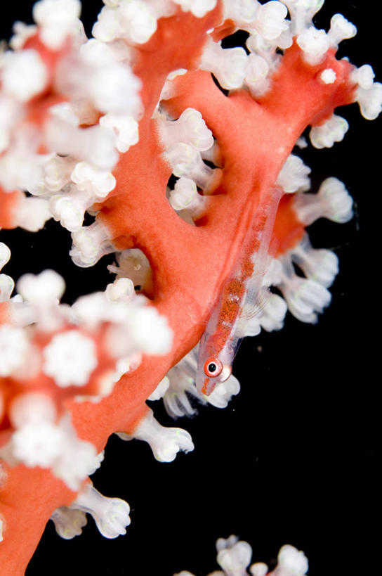 无人,竖图,室外,特写,白天,正面,海底,水下,海浪,海洋,黑色背景,鱼,浪花,水底,鱼类,海洋生物,海水,海底世界,水生动物,水生物,海景,海底动物,虾虎鱼,大海,风浪,海,海床,海水的波动,近岸浪,涌浪,半身,彩图