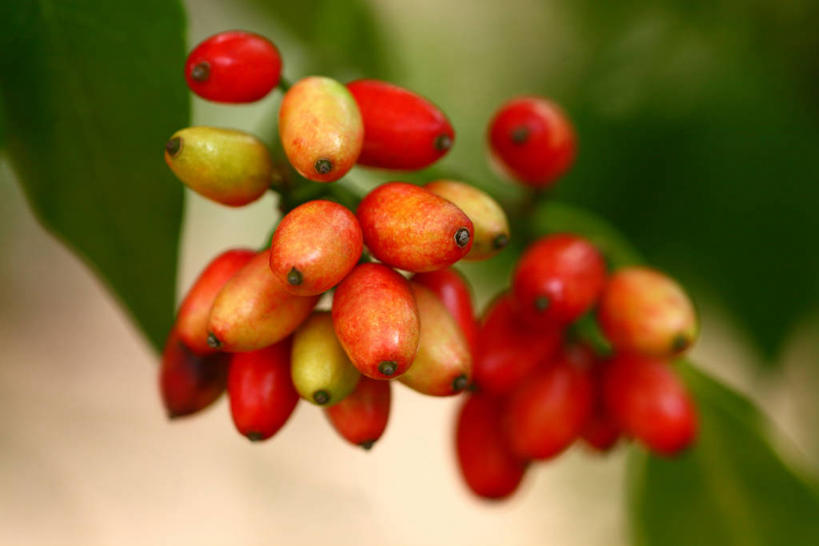 无人,横图,室外,特写,白天,正面,水果,叶子,阴影,朦胧,模糊,新鲜,光线,影子,生食,食品,果实,绿叶,食物,阳光,嫩叶,有机食品,绿色食品,叶,叶片,彩图,东瀛珊瑚,青木,桃叶珊瑚,绞木