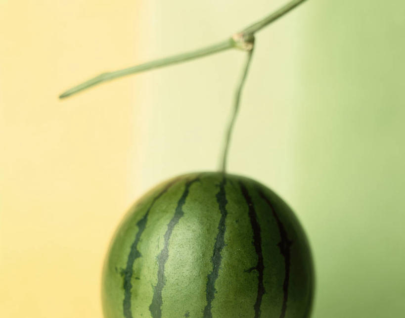 无人,横图,室内,特写,白天,正面,西瓜,水果,吊挂,悬挂,阴影,新鲜,反射,影子,墙,生食,食品,茎,果实,挂,墙壁,墙面,食物,一个,有机食品,绿色食品,单个,寒瓜,彩图