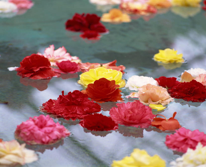 无人,横图,俯视,彩色,室外,特写,白天,湖,湖泊,美景,水,海棠花,许多,阴影,朦胧,模糊,盛开,光线,影子,湖面,景观,水流,水面,海棠,很多,花蕾,花,花瓣,花朵,鲜花,阳光,自然,湖水,花苞,花蕊,景色,自信,呵护,秋海棠,自然风光,八月春,解语花,相思草,岩丸子,彩图,高角度拍摄