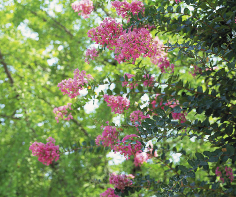 无人,横图,室外,特写,白天,仰视,爱情,美景,植物,叶子,阴影,朦胧,模糊,盛开,光线,影子,景观,绿叶,枝条,花蕾,花,花瓣,花朵,鲜花,树,树木,树枝,绿色,阳光,自然,花苞,花蕊,嫩叶,景色,生长,成长,沉迷,自然风光,虬枝,枝杈,紫薇,痒痒树,好运,叶,叶片,五里香,怕痒花,满堂红,百日红,彩图,低角度拍摄