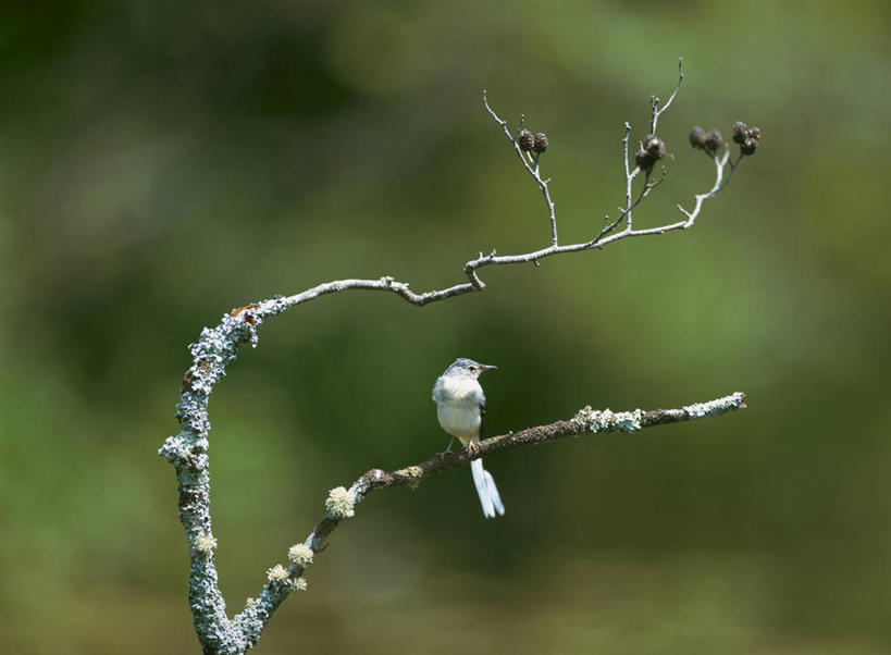 无人,站,横图,室外,特写,白天,正面,爱情,美景,植物,鸟,叶子,阴影,朦胧,模糊,光线,鹡鸰,鸟类,影子,景观,绿叶,枝条,扭头,注视,树,树木,树枝,一只,绿色,阳光,自然,观察,看,站着,转头,嫩叶,景色,生长,成长,观看,察看,关注,自然风光,爱情鸟,白颤儿,白颊鹡鸰,白面鸟,点水雀,眼纹鹡鸰,张飞鸟,虬枝,枝杈,叶,叶片,站立,彩图,全身