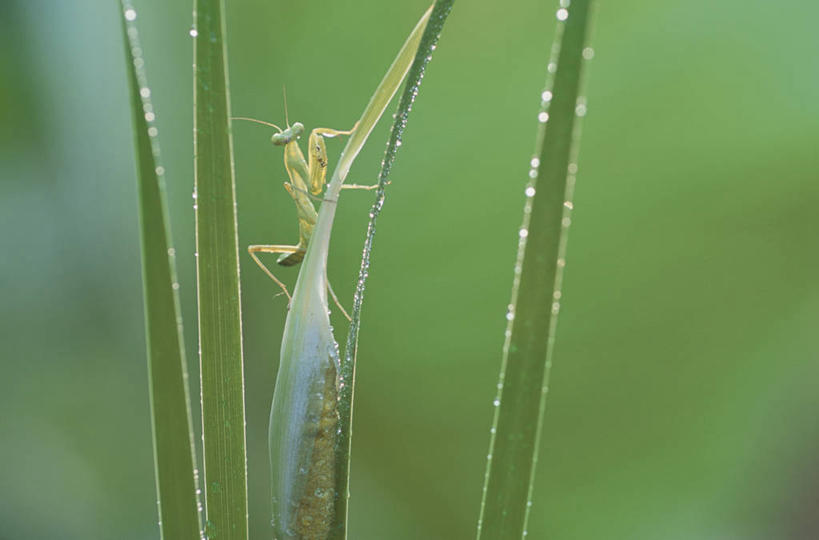无人,横图,室外,特写,白天,侧面,草地,草坪,美景,植物,阴影,朦胧,模糊,光线,昆虫,螳螂,影子,景观,注视,草,一只,绿色,阳光,自然,动物,观察,看,趴着,景色,观看,察看,关注,自然风光,刀螂,益虫,大刀螂,趴,彩图,全身