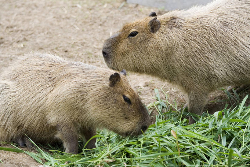 无人,站,横图,室外,特写,白天,侧面,草地,草坪,美景,植物,哺乳动物,野生动物,北海道,日本,亚洲,景观,注视,草,绿色,自然,动物,低头,观察,看,站着,两只,景色,可爱,活泼,观看,察看,关注,自然风光,啮齿动物,东亚,水豚,日本国,北海道地方,北海道岛,垂头,站立,半身,彩图
