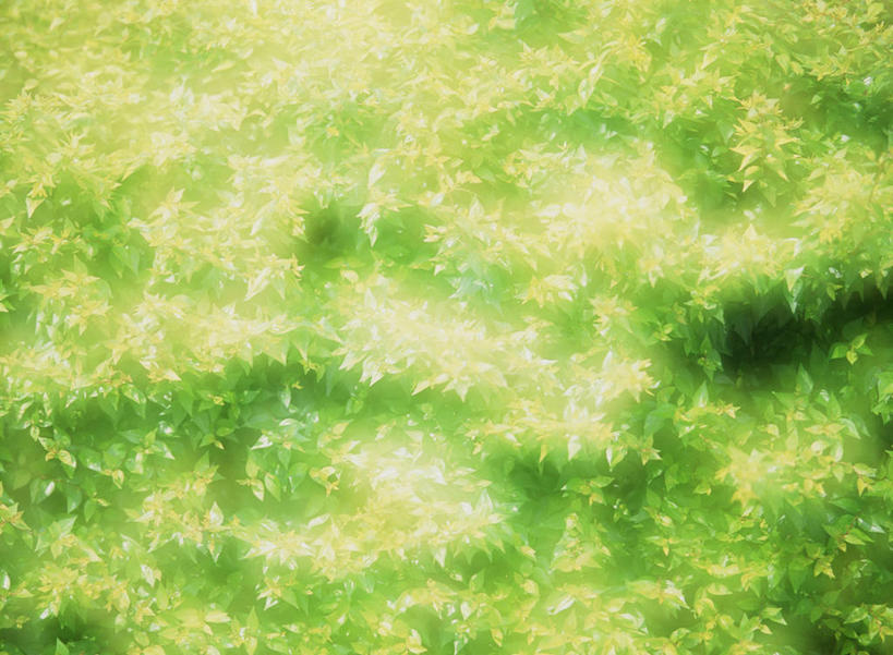 无人,横图,俯视,室外,白天,美景,森林,树林,植物,阴影,光线,影子,景观,树,树木,绿色,阳光,自然,景色,茂密,茂盛,生长,成长,自然风光,彩图,高角度拍摄