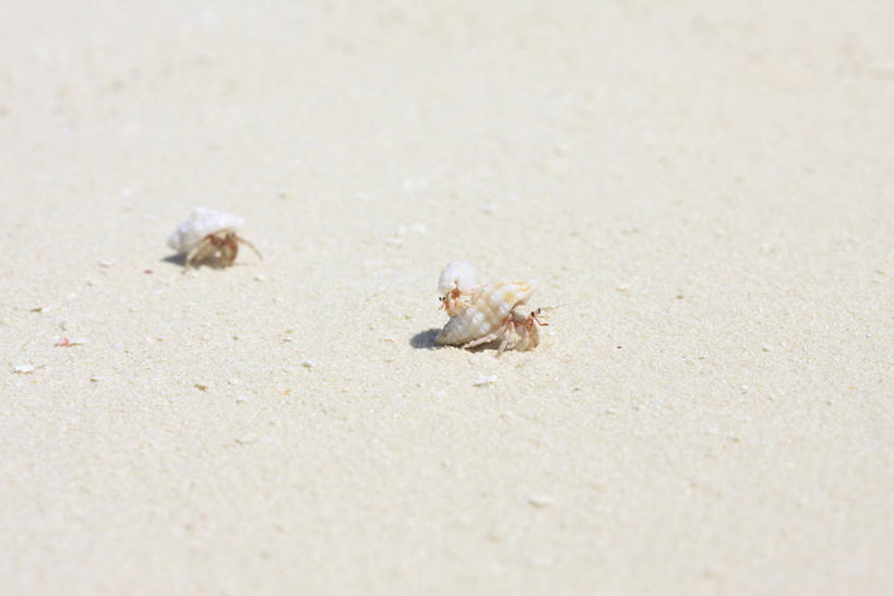 蟹,无人,横图,俯视,室外,特写,白天,美景,沙滩,三只,阴影,光线,沙子,影子,海岸,景观,寄居蟹,沙地,阳光,自然,景色,自然风光,白住房,干住屋,甲壳动物,海滩,彩图,高角度拍摄,全身