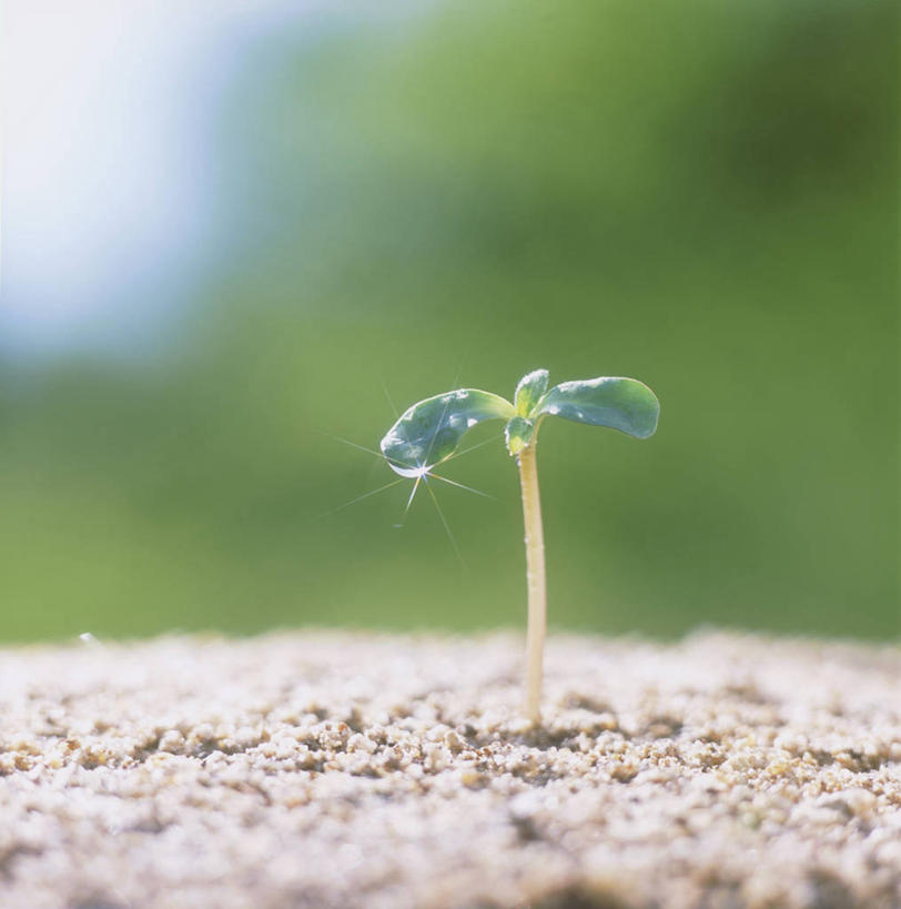 无人,竖图,室外,特写,白天,正面,美景,阴影,生气,朦胧,模糊,光线,影子,景观,幼苗,阳光,自然,嫩芽,景色,活力,朝气,生机,希望,自然风光,一株,新苗,彩图