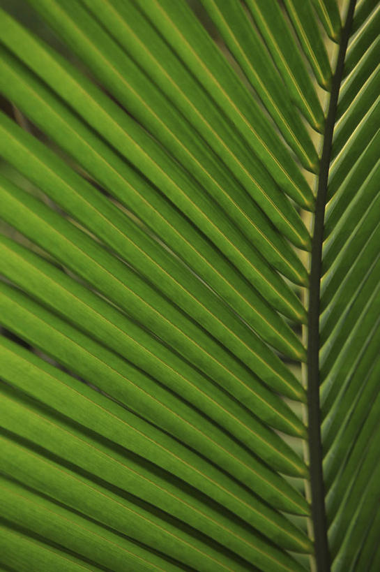 无人,竖图,室外,特写,白天,正面,植物,叶子,一片,纹理,绿叶,绿色,嫩叶,棕榈叶,肌理,叶,叶片,叶脉,彩图