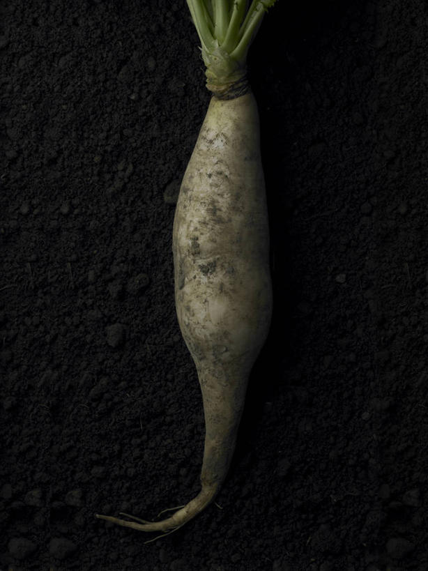 无人,竖图,室外,特写,白天,正面,萝卜,白萝卜,蔬菜,黑色背景,新鲜,泥土,土壤,食品,食物,一个,有机食品,绿色食品,单个,莱菔,彩图