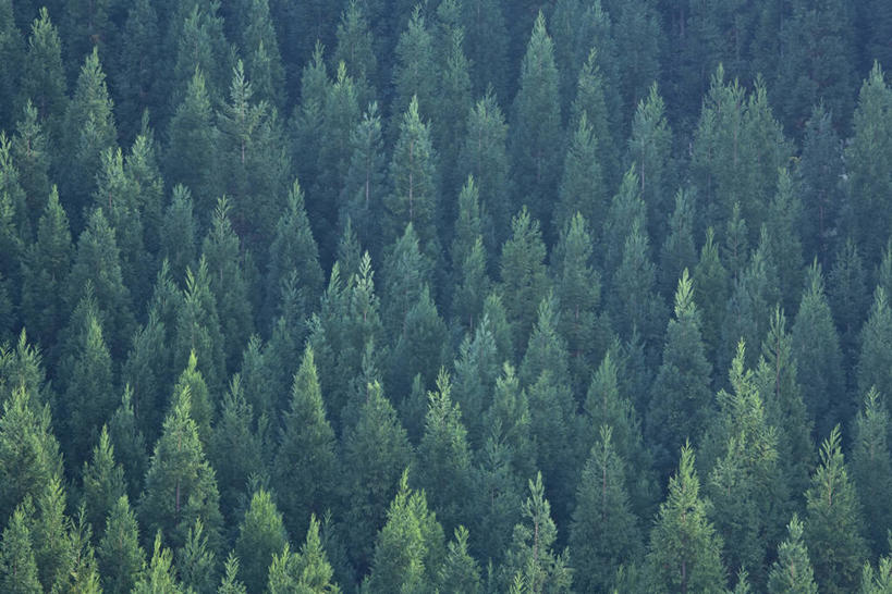 无人,横图,俯视,航拍,室外,白天,旅游,度假,美景,森林,树林,植物,柏树,日本,亚洲,阴影,光线,影子,景观,娱乐,树,树木,绿色,阳光,自然,享受,休闲,景色,放松,茂密,茂盛,生长,成长,鸟瞰,自然风光,东亚,本州,本州岛,日本国,东北地方,福岛,福岛县,高尚,长寿,不朽,正气,彩图,高角度拍摄,丝柏