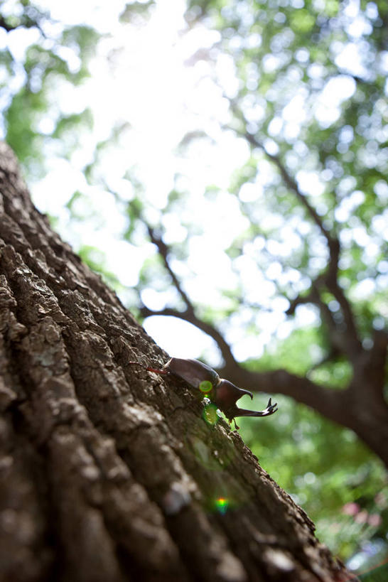 无人,竖图,室外,白天,仰视,美景,植物,叶子,阴影,朦胧,模糊,光线,昆虫,影子,景观,绿叶,树桩,停留,树,树干,树木,一只,绿色,天空,阳光,自然,动物,天,嫩叶,木桩,景色,生长,成长,停止,自然风光,甲虫,益虫,锹虫,锹形虫,锹形甲虫,鹿角虫,逗留,停顿,叶,叶片,彩图,低角度拍摄,全身