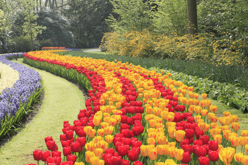 无人,横图,俯视,室外,白天,爱情,旅游,度假,草地,草坪,花海,花圃,美景,植物,道路,路,郁金香,叶子,欧洲,荷兰,阴影,盛开,光线,影子,景观,小路,交通,首都,祝福,花蕾,娱乐,草,花,花瓣,花朵,花卉,鲜花,树,树木,红色,绿色,紫色,阳光,自然,花丛,花束,花田,花苞,花蕊,享受,休闲,橙色,景色,放松,乡间小路,生长,成长,表白,西欧,自然风光,荣誉,阿姆斯特丹,永恒,荷兰王国,尼德兰王国,库肯霍夫花园,北荷兰省,郁香,洋荷花,草麝香,彩图,高角度拍摄