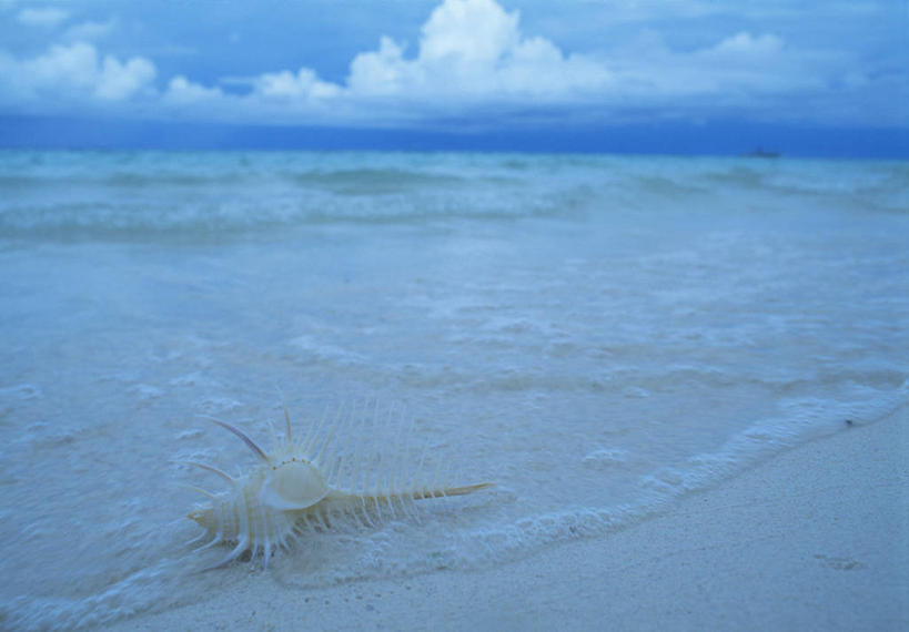 无人,横图,室外,白天,正面,旅游,度假,海浪,海洋,美景,沙滩,贝壳,菲律宾,亚洲,阴影,光线,沙子,影子,海岸,景观,浪花,水平线,云,云朵,辽阔,海螺,海平线,沙地,云彩,娱乐,海洋生物,蓝色,白云,蓝天,天空,阳光,自然,海水,天,享受,休闲,广阔,景色,放松,东南亚,晴朗,一望无际,软体动物,峨螺,自然风光,水生动物,水生物,海景,海底动物,骨螺,菲律宾共和国,无边无际,一马平川,刺螺,贝类外壳,海螺壳,软体动物外壳,大海,风浪,海,海水的波动,海滩,近岸浪,涌浪,晴空,彩图,水天相接,水天一线