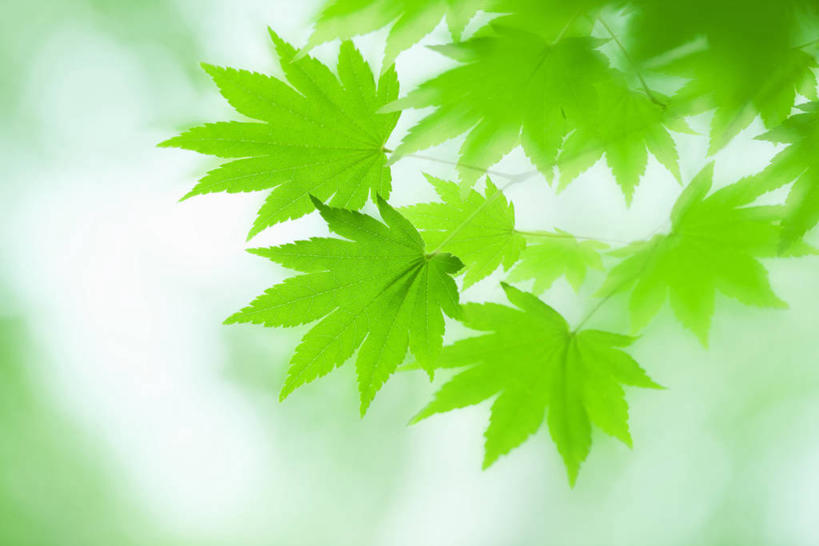 无人,横图,室外,特写,白天,正面,美景,枫树,叶子,朦胧,模糊,景观,枫叶,绿叶,绿色,自然,嫩叶,景色,枫树叶,自然风光,槭树,鸡爪槭,叶,叶片,鸡爪枫,彩图