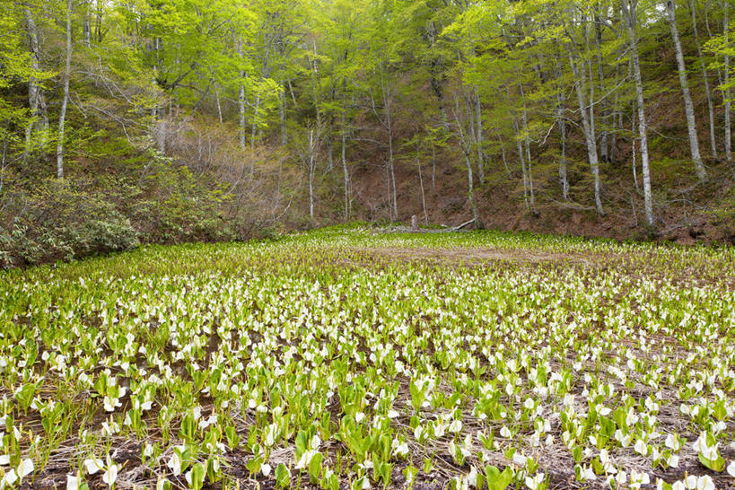 无人,横图,室外,白天,正面,旅游,度假,草地,草坪,美景,森林,树林,植物,长野县,日本,亚洲,景观,草药,药草,娱乐,中药,草,树,树木,绿色,自然,享受,休闲,景色,放松,生长,成长,有毒,自然风光,药材,中草药,东亚,中药材,本草,本州,本州岛,日本国,中部地方,长野,臭菘,彩图