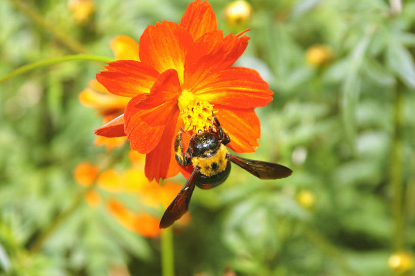 无人,横图,俯视,室外,特写,白天,美景,蜜蜂,叶子,阴影,朦胧,模糊,盛开,光线,昆虫,影子,景观,绿叶,花蕾,停留,花,花瓣,花朵,鲜花,一只,阳光,自然,动物,花苞,花蕊,橙色,嫩叶,景色,停止,自然风光,益虫,逗留,停顿,叶,叶片,彩图,高角度拍摄,全身,木蜂