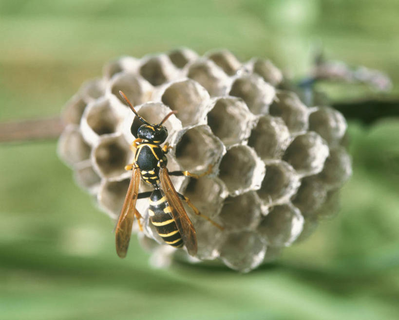 无人,横图,室外,特写,白天,美景,阴影,朦胧,模糊,光线,昆虫,蜂巢,蜂窝,影子,景观,停留,一只,背面,阳光,自然,动物,景色,停止,自然风光,黄蜂,益虫,胡蜂,马蜂,蚂蜂,逗留,停顿,彩图,全身