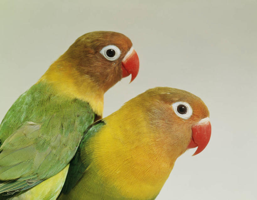 无人,站,横图,室内,特写,白天,侧面,鸟,鹦鹉,灰色背景,鸟类,注视,动物,观察,看,站着,两只,可爱,摄影,活泼,影棚,观看,察看,关注,观赏鸟,爱情鸟,牡丹鹦鹉,情侣鹦鹉,红牡丹鹦鹉,蜡嘴鹦鹉,站立,半身,彩图,影棚拍摄,拍摄,伴侣