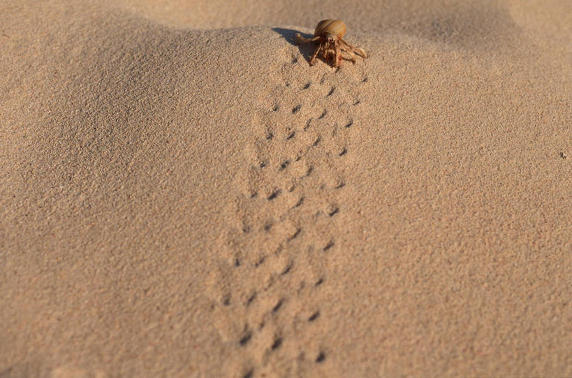 蟹,无人,横图,俯视,室外,白天,美景,沙滩,阴影,光线,沙子,影子,海岸,景观,寄居蟹,沙地,一只,爬行,阳光,自然,爬,景色,自然风光,匍匐,白住房,干住屋,甲壳动物,海滩,彩图,高角度拍摄,全身